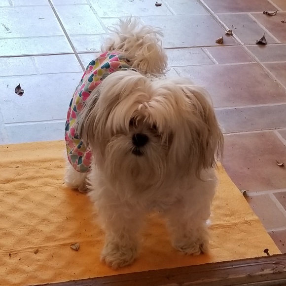 Meet your Posher, Dayan - Picture 4 of 7